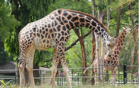 Online Delhi -National Zoologial Park (Chidiyaghar) - Mathura Road, New  Delhi